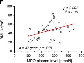 Fig.1.F from the publication: Myeloperoxidase impacts vascular function by altering perivascular adipocytes' secretome and phenotype in obesity.