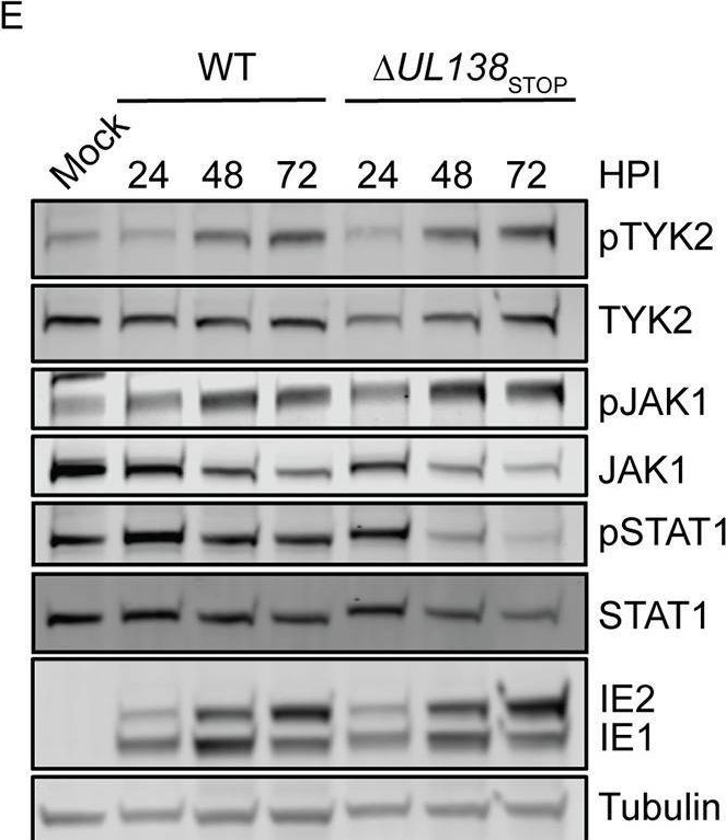 Fig.4.E showing Western Blotting from the publication: Human cytomegalovirus UL138 interaction with USP1 activates STAT1 in infection.