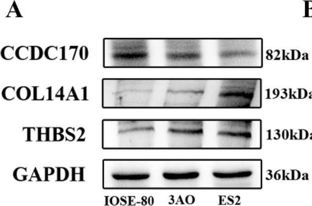 Fig.6.A showing Western Blotting from the publication: Whole-exome mutational landscape and molecular marker study in mucinous and clear cell ovarian cancer cell lines 3AO and ES2.