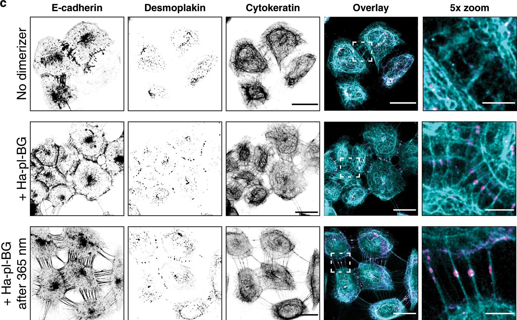 An optochemical tool for light-induced dissociation of adherens junctions to control mechanical coupling between cells.