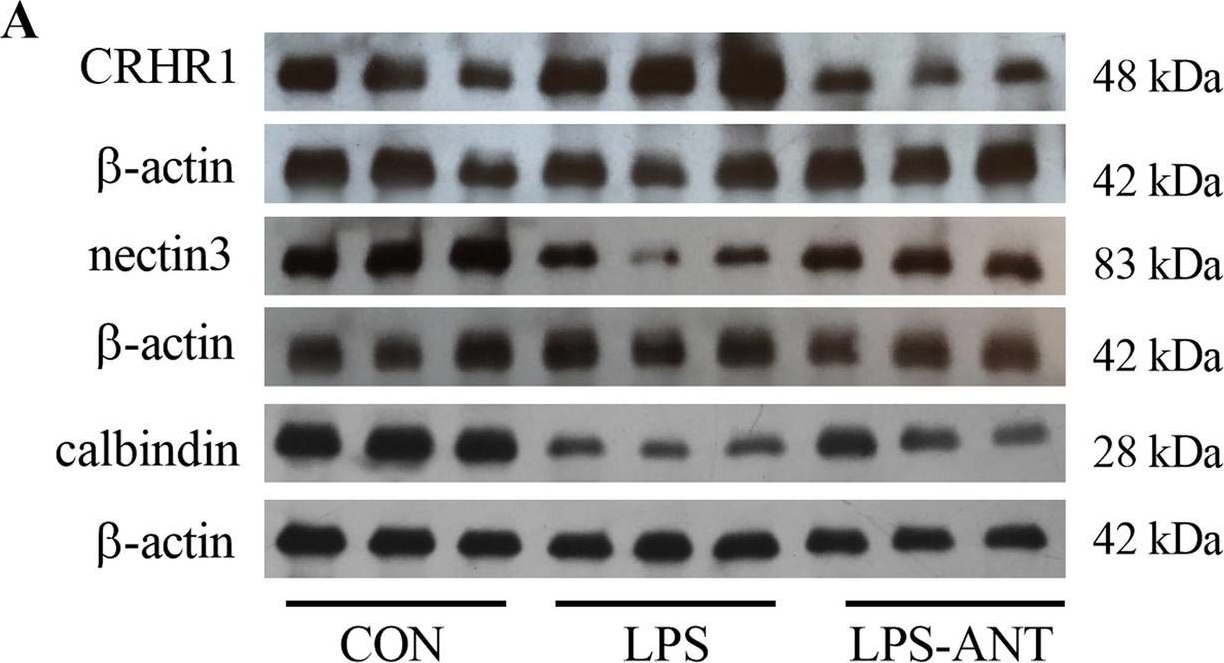 Fig.5.A showing Western Blotting in a Mus musculus (House mouse) sample from the publication: CRHR1 antagonist alleviates LPS-induced depression-like behaviour in mice.