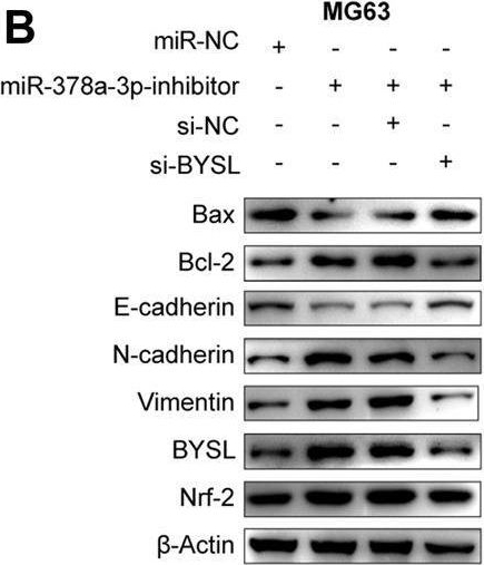 Fig.3.B showing Western Blotting in a Homo sapiens (Human) sample from the publication: Hypoxia-Induced miR-378a-3p Inhibits Osteosarcoma Invasion and Epithelial-to-Mesenchymal Transition via BYSL Regulation.