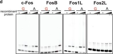 Fig.4.D from the publication: Allelic effects on KLHL17 expression underlie a pancreatic cancer genome-wide association signal at chr1p36.33.
