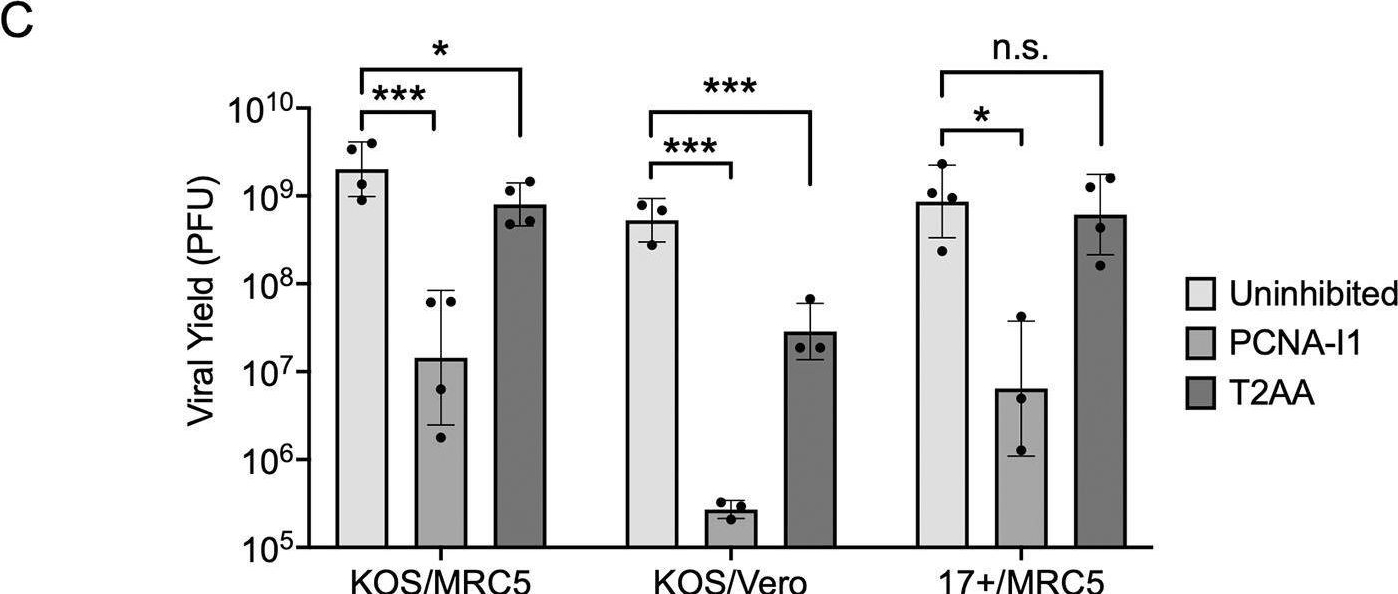 Fig.3.C from the publication: Proliferating cell nuclear antigen inhibitors block distinct stages of herpes simplex virus infection.