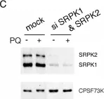 Fig.2.C showing Western Blotting in a Homo sapiens (Human) sample from the publication: Paraquat modulates alternative pre-mRNA splicing by modifying the intracellular distribution of SRPK2.