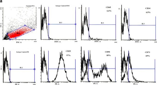 Fig.1.A showing Flow cytometry/Cell sorting in a Mus musculus (House mouse) sample from the publication: MSCs loaded with oncolytic reovirus: migration and in vivo virus delivery potential for evaluating anti-cancer effect in tumor-bearing C57BL/6 mice.