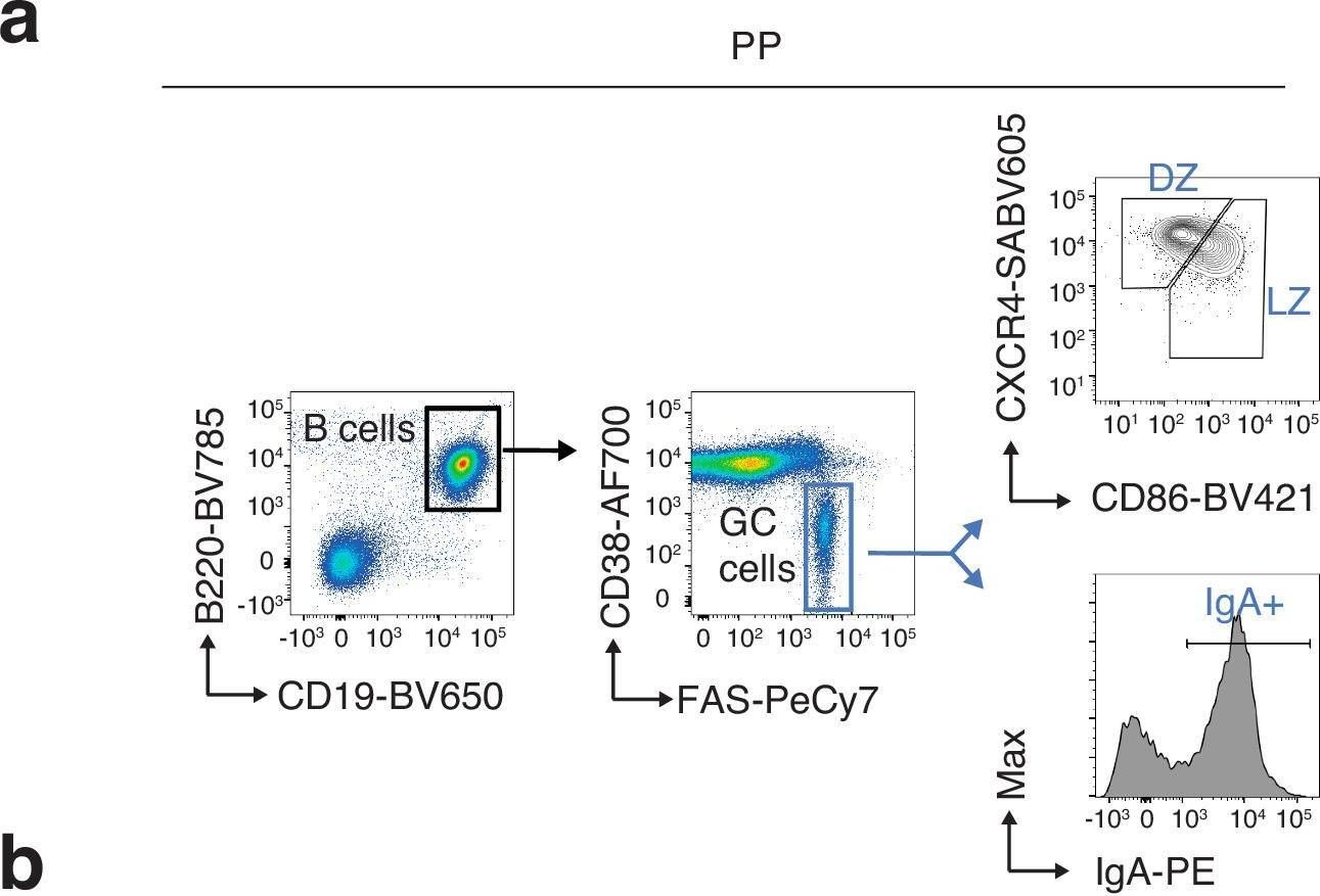 Fig.3.A showing Flow cytometry/Cell sorting in a Mus musculus (House mouse) sample from the publication: RIF1 integrates DNA repair and transcriptional requirements during the establishment of humoral immune responses.