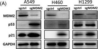 Fig.2.A showing Western Blotting in a Homo sapiens (Human) sample from the publication: Genome-wide CRISPR/Cas9 screening for therapeutic targets in NSCLC carrying wild-type TP53 and receptor tyrosine kinase genes.