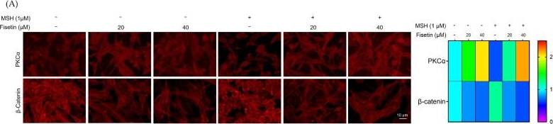 Fig.3.A showing Immunohistochemistry-immunofluorescence in a Homo sapiens (Human) sample from the publication: Mechanistic Insights into Anti-Melanogenic Effects of Fisetin: PKCα-Induced β-Catenin Degradation, ERK/MITF Inhibition, and Direct Tyrosinase Suppression.