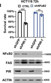 Fig.3.I showing Western Blotting in a Homo sapiens (Human) sample from the publication: Pirin Inhibits FAS-Mediated Apoptosis to Support Colorectal Cancer Survival.