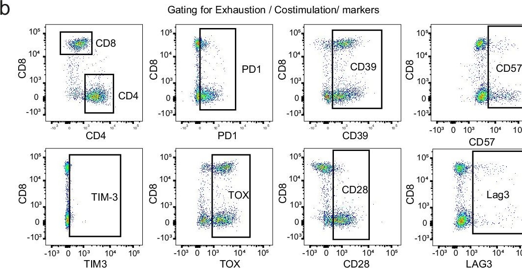 Fig.2.B showing Flow cytometry/Cell sorting in a Homo sapiens (Human) sample from the publication: PGE2 inhibits TIL expansion by disrupting IL-2 signalling and mitochondrial function.