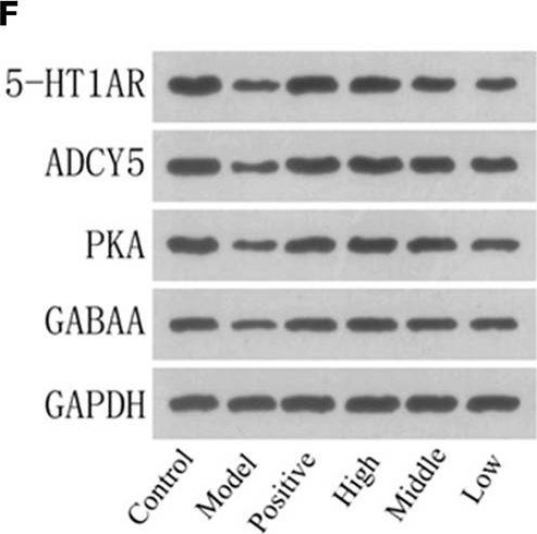 Fig.7.F showing Western Blotting from the publication: Valerian essential oil for treating insomnia via the serotonergic synapse pathway.