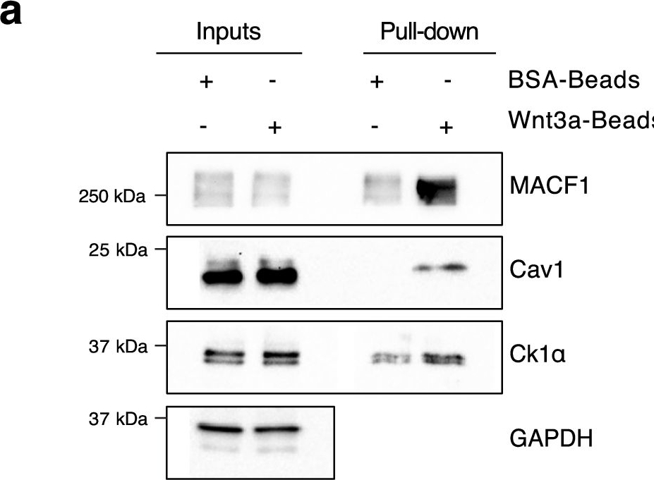 Fig.5.A showing Western Blotting in a Homo sapiens (Human) sample from the publication: Localized Wnt-signaling promotes asymmetric NuMA-dependent oriented divisions and unequal apportioning of mitochondria.