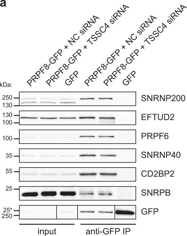 Fig.7.A showing Western Blotting in a Homo sapiens (Human) sample from the publication: TSSC4 is a component of U5 snRNP that promotes tri-snRNP formation.