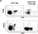 Fig.2.B showing Flow cytometry/Cell sorting from the publication: T lymphocytes derived from human cord blood provide effective antitumor immunotherapy against a human tumor.