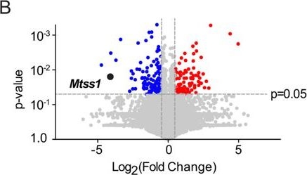 Fig.1.B showing Flow cytometry/Cell sorting from the publication: Repulsive Sema3E-Plexin-D1 signaling coordinates both axonal extension and steering via activating an autoregulatory factor, Mtss1.