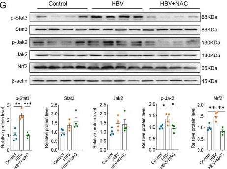 Fig.6.G showing Western Blotting from the publication: Activation of the Jak2/Stat3 pathway by ROS-dependent signaling cascades initiates hepatitis B virus-induced hepatic inflammatory responses.
