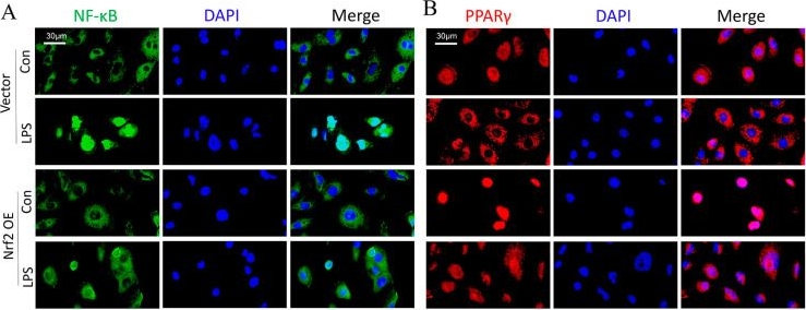 Fig.9.A showing Immunocytochemistry-immunofluorescence from the publication: Nrf2 Deficiency Exacerbated CLP-Induced Pulmonary Injury and Inflammation through Autophagy- and NF-κB/PPARγ-Mediated Macrophage Polarization.