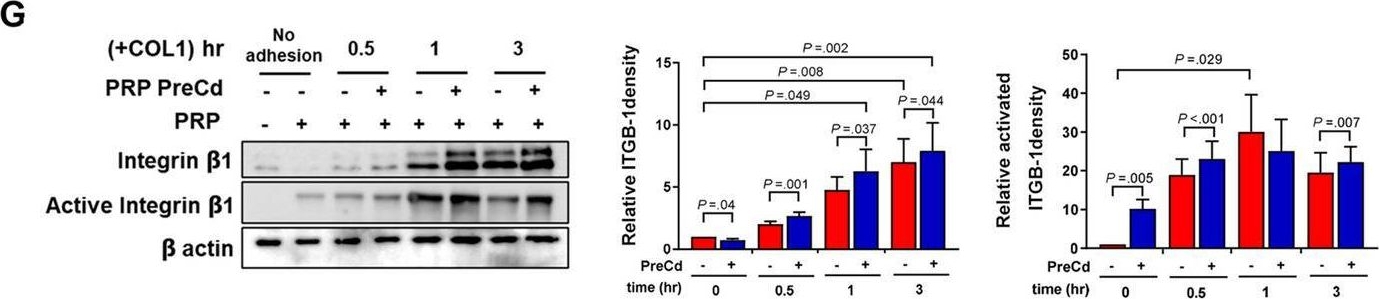 Fig.5.G showing Western Blotting from the publication: Platelet-rich plasma enhances local homing of umbilical cord-derived mesenchymal stem cells to articular cartilage by increasing the quantity and activation of integrin ꞵ1.