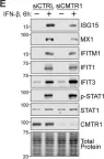 Fig.1.E showing Western Blotting from the publication: The mRNA Cap 2'-O-Methyltransferase CMTR1 Regulates the Expression of Certain Interferon-Stimulated Genes.