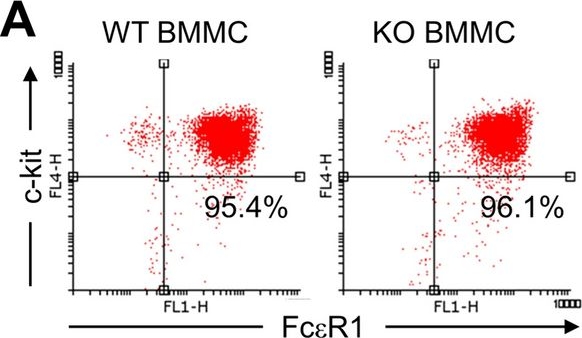 Fig.1.A showing Flow cytometry/Cell sorting in a Mus musculus (House mouse) sample from the publication: TAZ deficiency exacerbates psoriatic pathogenesis by increasing the histamine-releasing factor.