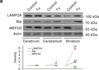 Fig.8.A showing Western Blotting in a Mus musculus (House mouse) sample from the publication: Phosphorylation of LAMP2A by p38 MAPK couples ER stress to chaperone-mediated autophagy.