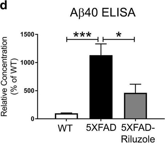 Fig.2.D showing Enzyme-linked immunosorbent assay in a Mus musculus (House mouse) sample from the publication: Riluzole reduces amyloid beta pathology, improves memory, and restores gene expression changes in a transgenic mouse model of early-onset Alzheimer's disease.