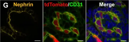 Fig.5.G showing Immunohistochemistry-immunofluorescence in a Mus musculus (House mouse) sample from the publication: Reconstitution of the embryonic kidney identifies a donor cell contribution to the renal vasculature upon transplantation.