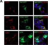 Fig.10.A showing Immunocytochemistry-immunofluorescence from the publication: Exosomes are unlikely involved in intercellular Nef transfer.