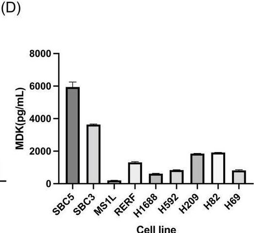 Fig.2.D showing Enzyme-linked immunosorbent assay from the publication: Midkine Promotes Tumor Growth and Attenuates the Effect of Cisplatin in Small Cell Lung Cancer.