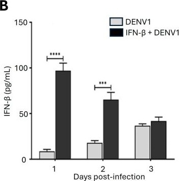 Fig.6.B showing Enzyme-linked immunosorbent assay from the publication: Megakaryocytic Differentiation Regulates the Permissiveness and Antiviral Response of the Megakaryocytic Erythroid Progenitor to Dengue Virus.