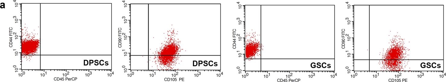 Fig.1.A showing Flow cytometry/Cell sorting in a Homo sapiens (Human) sample from the publication: Human dental pulp stem cells derived extracellular matrix promotes mineralization via Hippo and Wnt pathways.