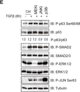 Fig.1.E showing Western Blotting in a Homo sapiens (Human) sample from the publication: ΔNp63 bookmarks and creates an accessible epigenetic environment for TGFβ-induced cancer cell stemness and invasiveness.
