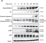 Fig.1.A showing Western Blotting in a Xenopus laevis (African clawed frog) sample from the publication: Osmostress-induced apoptosis in Xenopus oocytes: role of stress protein kinases, calpains and Smac/DIABLO.
