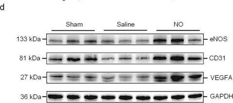 Fig.4.D showing Western Blotting from the publication: Precise Delivery of Nitric Oxide Controlled by Bioorthogonal Endocellulase Ameliorates Hindlimb Ischemia.