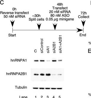 Fig.6.C showing Western Blotting from the publication: A therapeutic antisense oligonucleotide encompassing 2'-O-methoxyethyl modification triggers unique perturbation of the transcriptome.