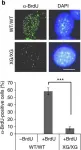 Fig.2.B showing Immunocytochemistry-immunofluorescence in a Mus musculus (House mouse) sample from the publication: MCM8-9 complex promotes resection of double-strand break ends by MRE11-RAD50-NBS1 complex.