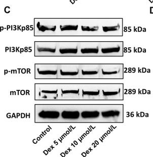 Fig.5.C showing Western Blotting in a Mus musculus (House mouse) sample from the publication: Glucocorticoids Impair the Airway Epithelial Barrier via Autophagy-Associated Apoptosis in Asthma: A Preliminary Study Both In Vitro and In Vivo.