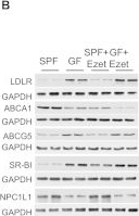 Fig.6.B showing Western Blotting from the publication: Microbiota prevents cholesterol loss from the body by regulating host gene expression in mice.