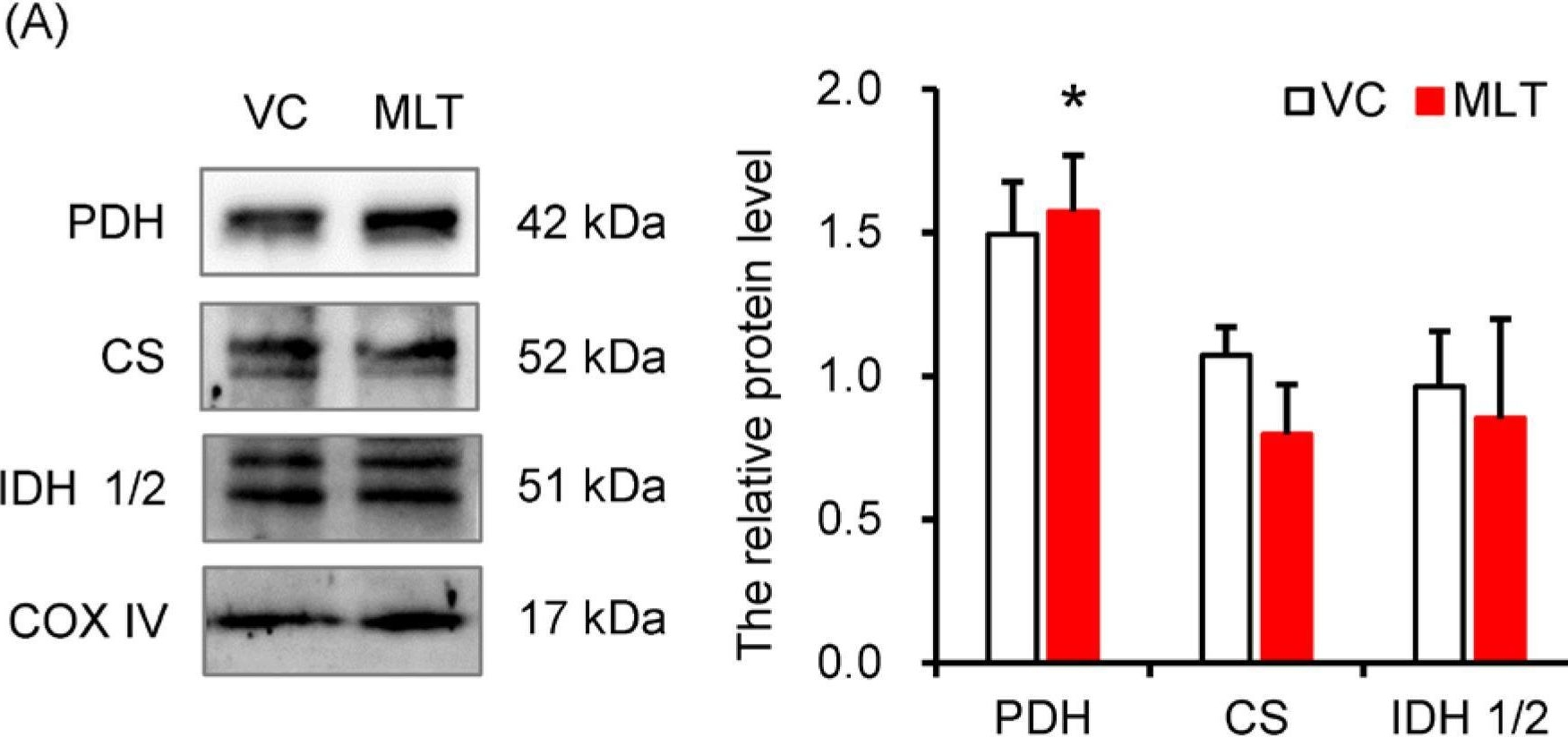 Fig.3.A showing Western Blotting from the publication: SIRT3 Mediates Coordination Between Energy Metabolism and SOD Activity in Melatonin-Enhanced Boar Sperm Motility.