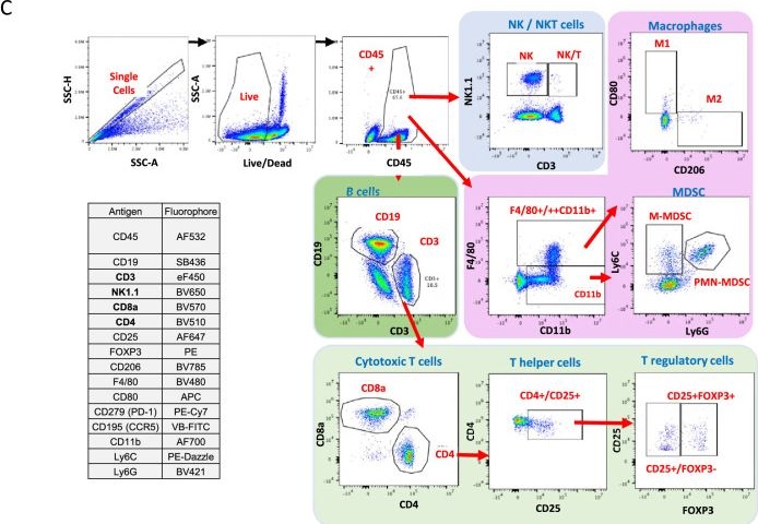 Fig.2.C showing Flow cytometry/Cell sorting in a Mus musculus (House mouse) sample from the publication: Tissue-resident natural killer cells support survival in pancreatic cancer through promotion of cDC1-CD8 T activity.