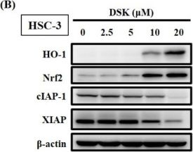 Fig.4.B showing Western Blotting from the publication: Deoxyshikonin Mediates Heme Oxygenase-1 Induction and Apoptotic Response via p38 Signaling in Tongue Cancer Cell Lines.