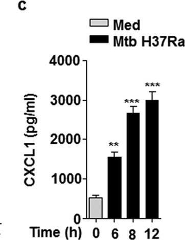 Fig.4.C showing Enzyme-linked immunosorbent assay from the publication: Mycobacterium tuberculosis-triggered Hippo pathway orchestrates CXCL1/2 expression to modulate host immune responses.