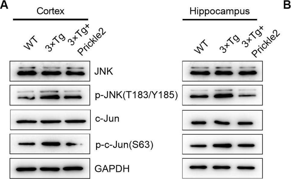 Fig.6.A showing Western Blotting in a Mus musculus (House mouse) sample from the publication: Upregulation of Prickle2 Ameliorates Alzheimer's Disease-Like Pathology in a Transgenic Mouse Model of Alzheimer's Disease.