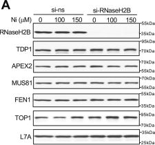 Fig.8.A showing Western Blotting in a Homo sapiens (Human) sample from the publication: Atypical genotoxicity of carcinogenic nickel(II): Linkage to dNTP biosynthesis, DNA-incorporated rNMPs, and impaired repair of TOP1-DNA crosslinks.