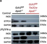 Fig.5.B showing Western Blotting in a Mus musculus (House mouse) sample from the publication: Roles for endothelial cell and macrophage Gch1 and tetrahydrobiopterin in atherosclerosis progression.