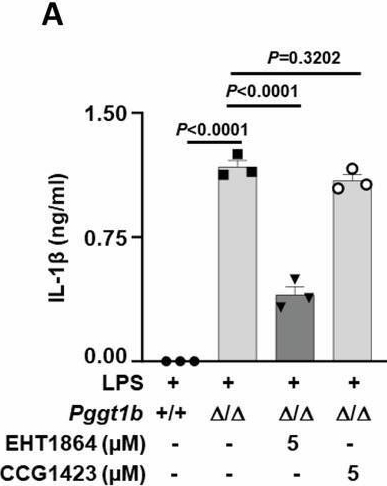 Fig.5.A from the publication: Pyrin inflammasome-driven erosive arthritis caused by unprenylated RHO GTPase signaling.