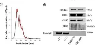 Fig.1.H showing Western Blotting from the publication: Biodistribution of unmodified cardiosphere-derived cell extracellular vesicles using single RNA tracing.