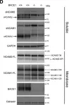 Fig.1.D showing Western Blotting from the publication: Spatiotemporal processing of neural cell adhesion molecules 1 and 2 by BACE1 in vivo.