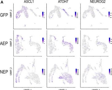 Fig.9.A showing Immunohistochemistry from the publication: Single Cell Transcriptomic Analyses Reveal the Impact of bHLH Factors on Human Retinal Organoid Development.
